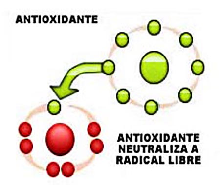 Los Antioxidantes neutralizan los Radicales Libre