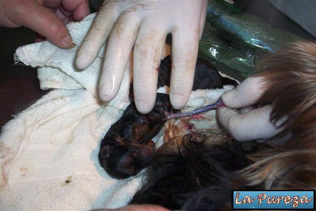 Cortamos el cordón umbilical, a unos 5 a 7 cm del cachorro