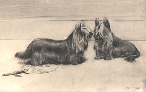 Clydesdale Terrier o Paisley Terrier