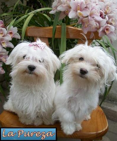 Malteses Posando para la Foto