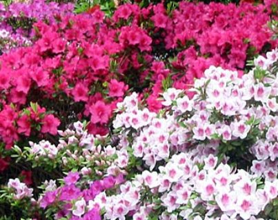 Azaleas