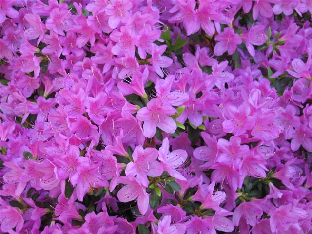 Azaleas