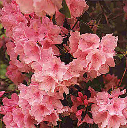 Azaleas