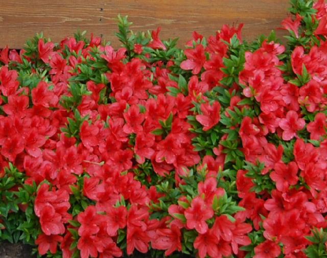 Azaleas