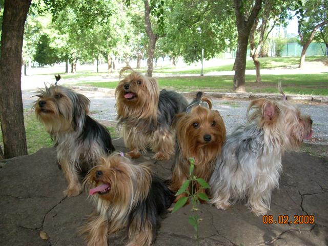 Perros Sueltos en Jardines