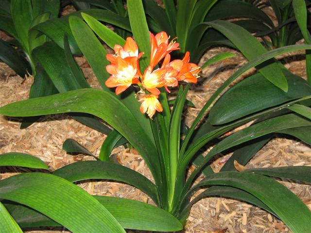 Clivia Miniata