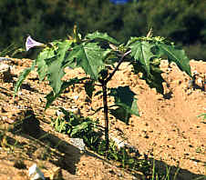 Datura Stramonium