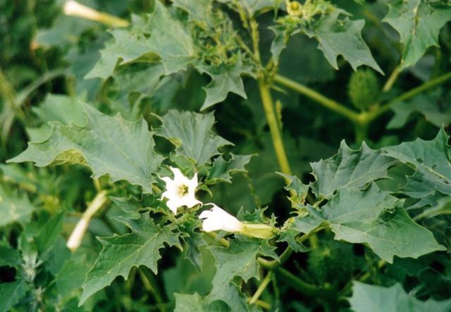 Datura Stramonium - Img 03