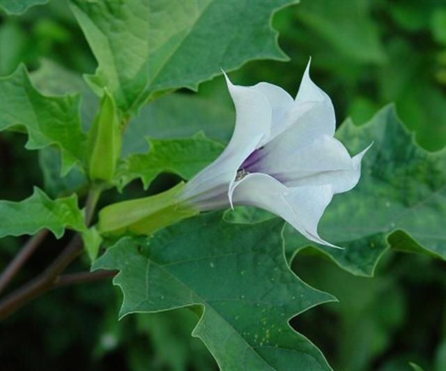 Datura Stramonium - Img 04