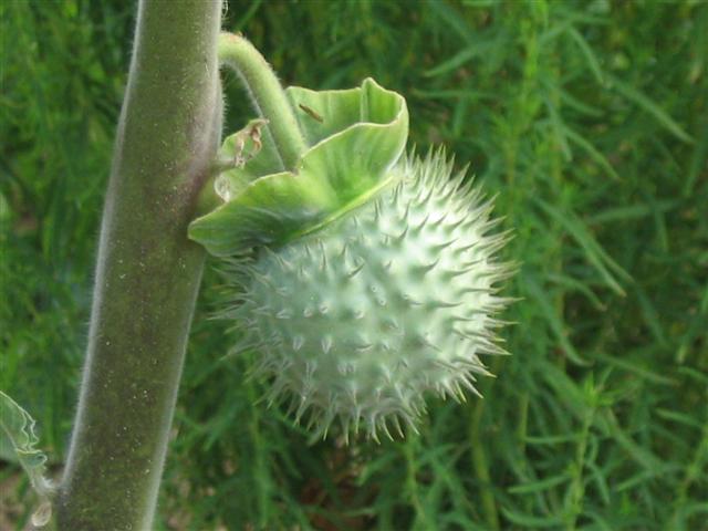 Datura Stramonium - Img 09