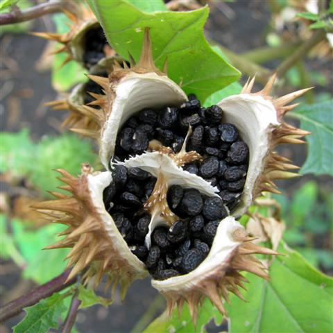 Datura Stramonium - Img 10