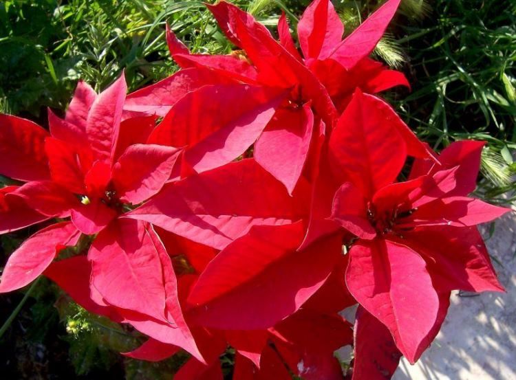 Criadero La Pureza Estrella federal o Euphorbia pulcherrima Veneno