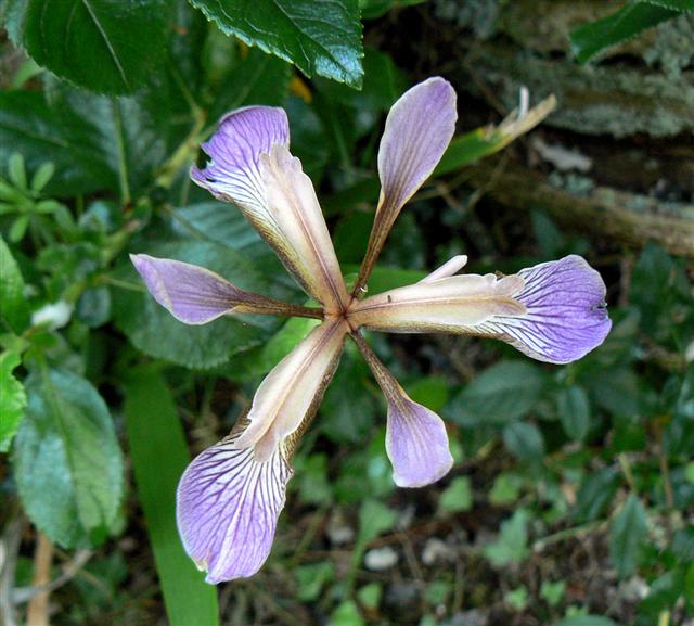 Iris foetidissima