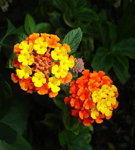 Lantana Camará