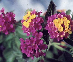 Lantana Camará