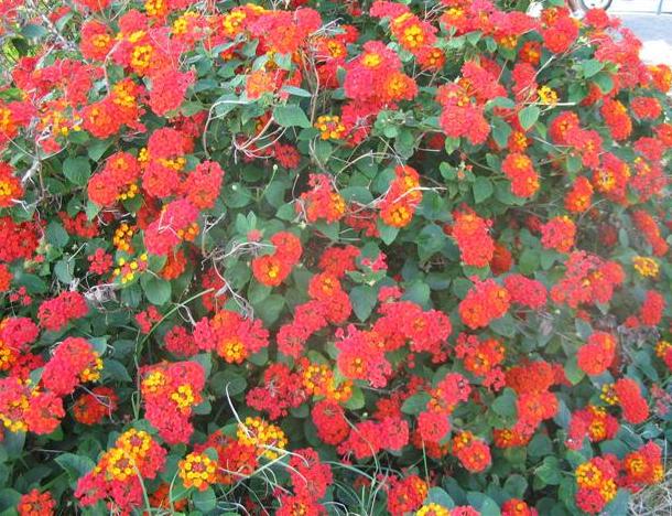 Lantana Camará