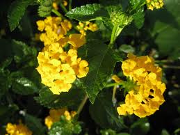 Frutos de Lantana Camará