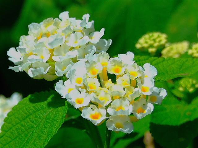 Frutos de Lantana Camará