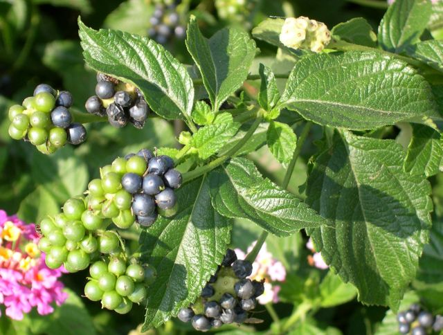 Frutos de Lantana Camará