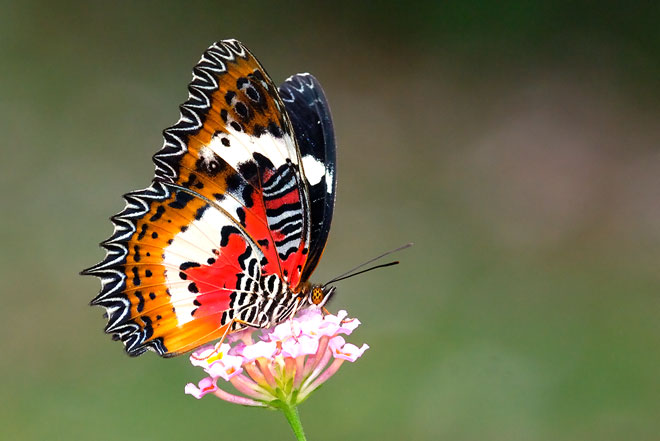 Frutos de Lantana Camará